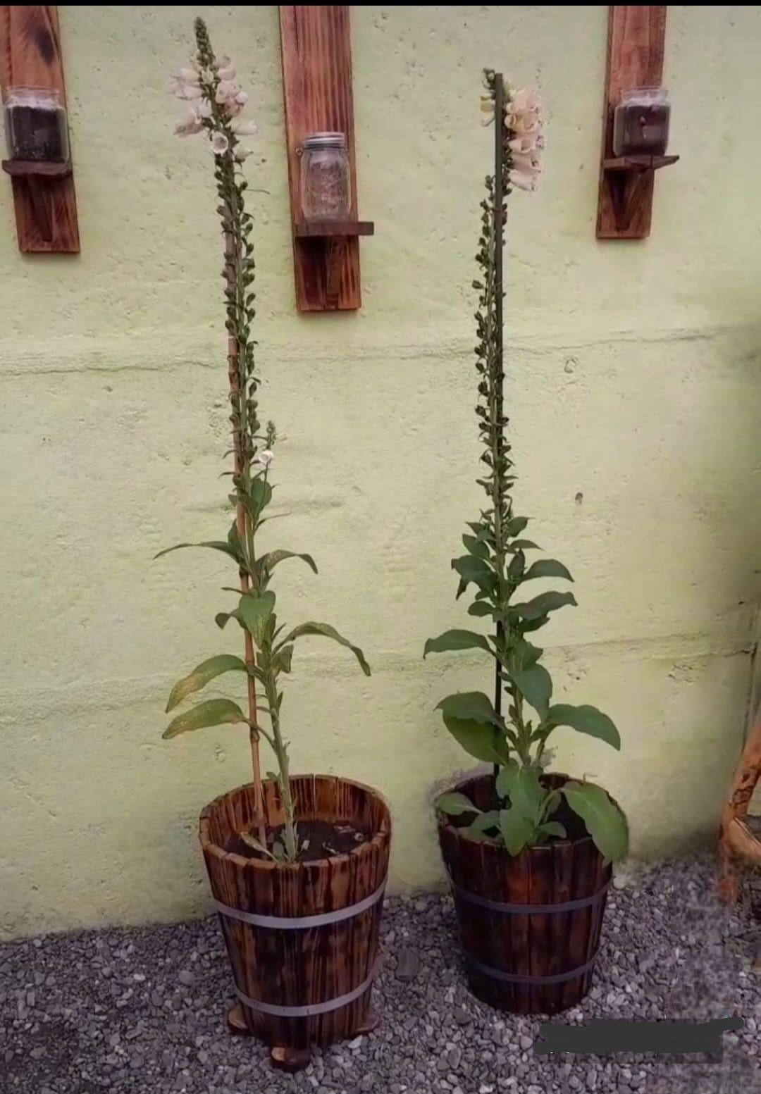 digitalis